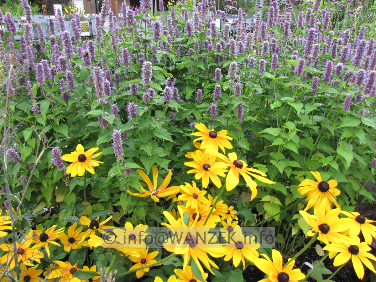 Agastache foeniculum+Rudbeckia hirta.JPG